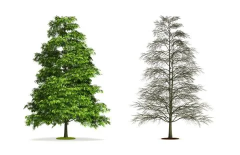 Tree of heaven. Stock Illustration