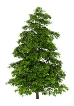 Tree of heaven isolated on white background Ilustração Stock