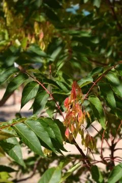 Tree of heaven Fotos de archivo