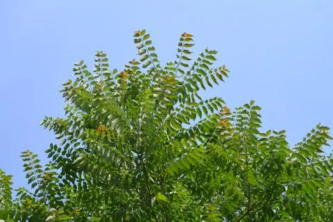 Tree of heaven Fotos de archivo