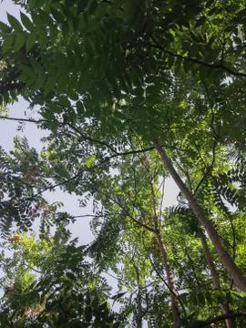 Tree of heaven Stock Photos