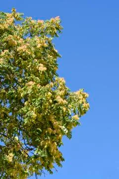 Tree of heaven Stock Photos