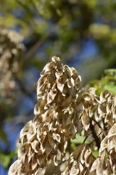 Tree of heaven Stock Photos