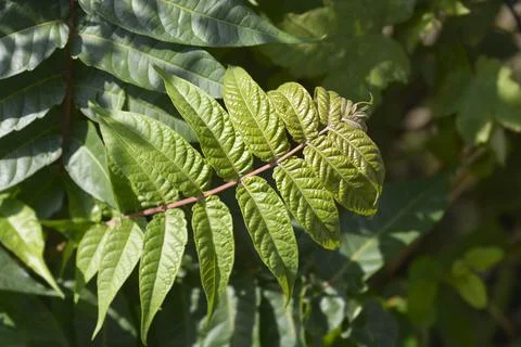 Tree of heaven Stock Photos