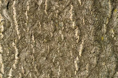 Tree of heaven Stock Photos