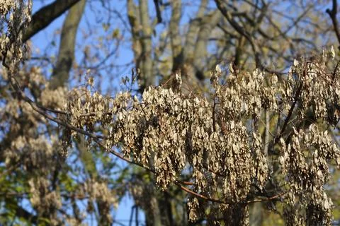 Tree of heaven Stock Photos