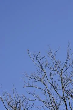 Tree of heaven Stock Photos