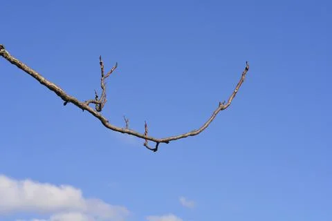 Tree of heaven Fotos Stock