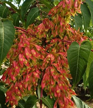 Tree of heaven vibrant red samara fruits on branch Photos
