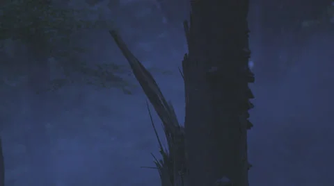 Tree In Heavy Fog Stock Footage 36646356