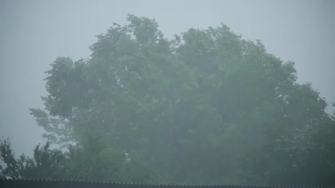 Tree in Heavy Rain and Stormy wind 4K Stock Footage 90785287
