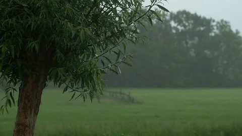 Tree in a heavy rain storm on the dutch farm fields in the netherlands Stock Footage 76555164