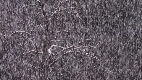 Tree with heavy snow shower Stock Footage 88500825
