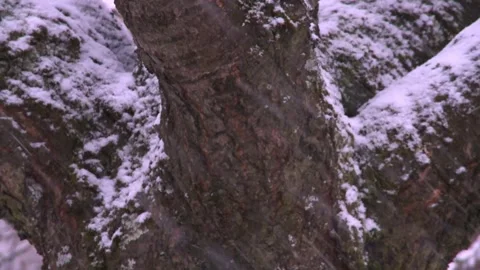 Tree in heavy snowfall (close-up) Stock Footage 320601658