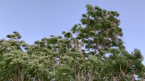 Tree, heavy wind, blue sky, windy leaves, forest Stock Footage 130542331