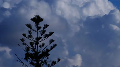 Tree on heavy winter sky Timelapse clouds Stock Footage 45408318