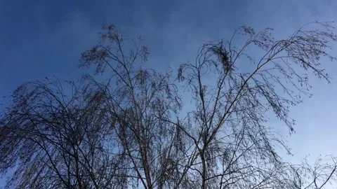 A tree from a height. beautiful sky. Stock Footage 130205644
