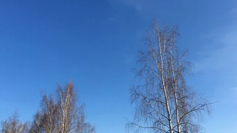 A tree from a height. beautiful sky. Stock Footage 130205829