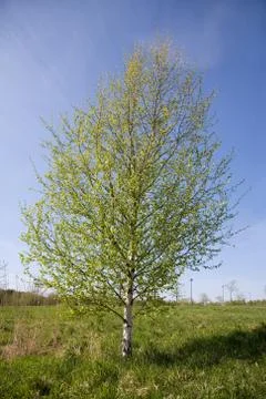 Tree in Helsinki Stock-Fotos