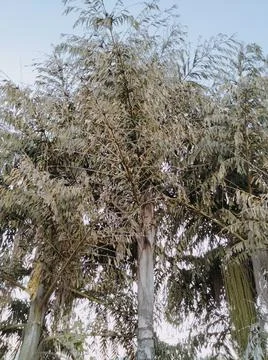 Tree high 写真素材