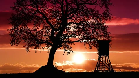 Tree High Stand Silhouette Field Hunting Stand, Stock-Footage 238382695