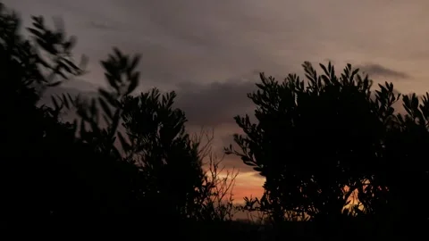 A tree in high winds in Silhouette at sunset 6K Video stock 299874642