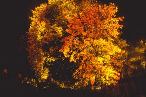 The tree is highlighted in red and orange in the dark. art installation Stock Photos