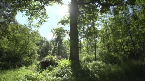 Tree highlighted from the sun Vidéo 46842133