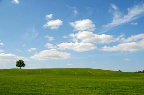 Tree on hill and clouds Stock Photos