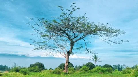 Tree in hill area. Tree with sky cloud for background Stock Photos