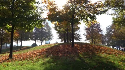 Tree on hill in Autumn Stock Footage 70657286