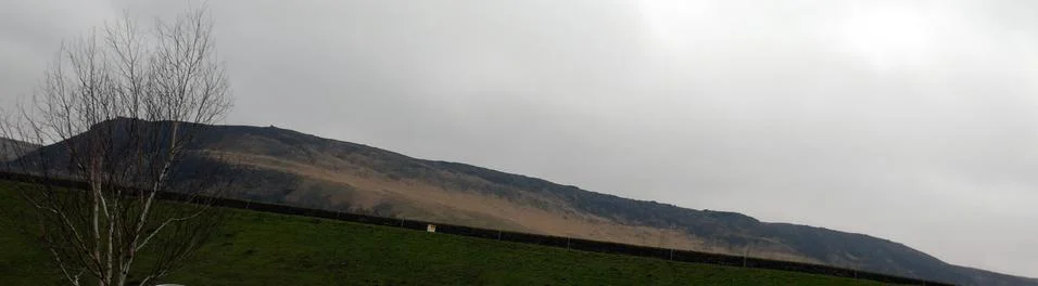 Tree with Hill in the background Stock Photos