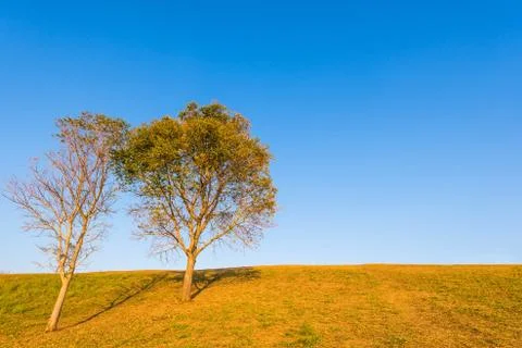 Tree on hill with blue sky Stock Photos