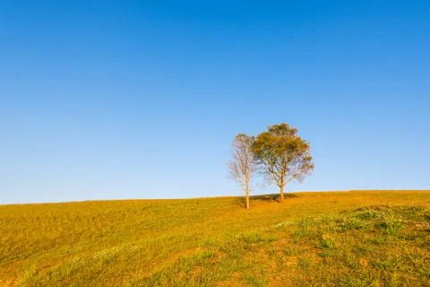 Tree on hill with blue sky Stock Photos