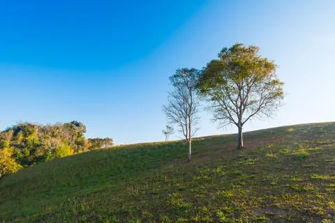 Tree on hill with blue sky Stock Photos