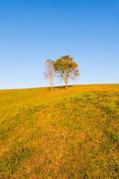 Tree on hill with blue sky Stock Photos