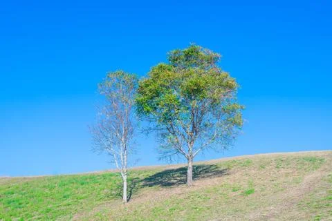 Tree on hill with blue sky Stock Photos