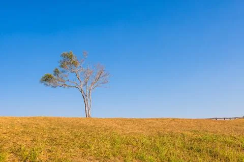Tree on hill with blue sky Stock Photos
