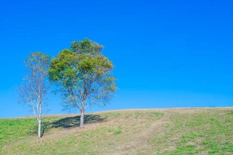 Tree on hill with blue sky Stock Photos