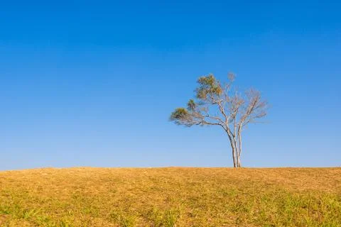 Tree on hill with blue sky Stock Photos