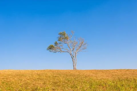 Tree on hill with blue sky Stock Photos