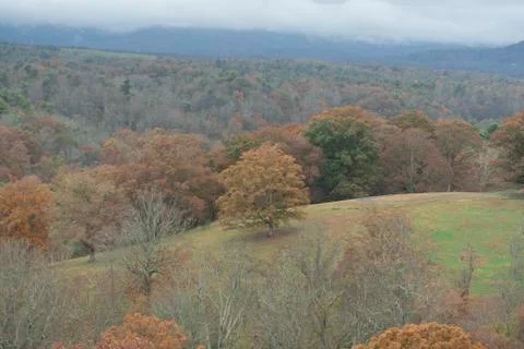 Tree hill clearing foliageRev Foto stock