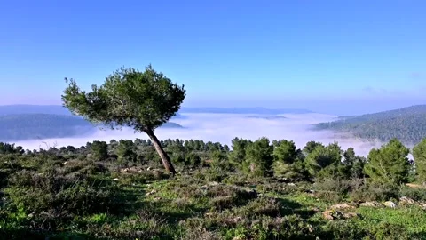 Tree on a hill with cloud inversion; Israel 4K Stock Footage 151461590
