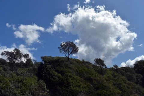 Tree on a hill, with clouds Stock Photos