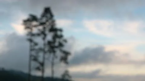 A tree on a hill with cloudy sky Stock Photos