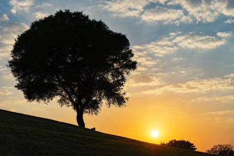 Tree on hill with dramatic sunset and blue sky Stock Photos