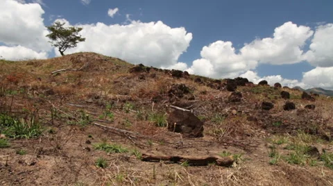 Tree on the hill Stock Footage 52516365