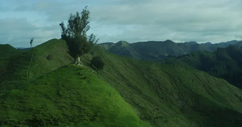 Tree on a Hill Video stock 54619677