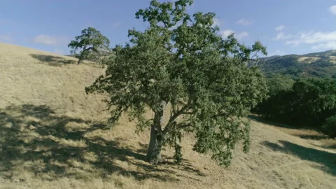 Tree on hill Stock-Footage 139049070