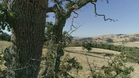 Tree on hill Vídeo Stock 139049156